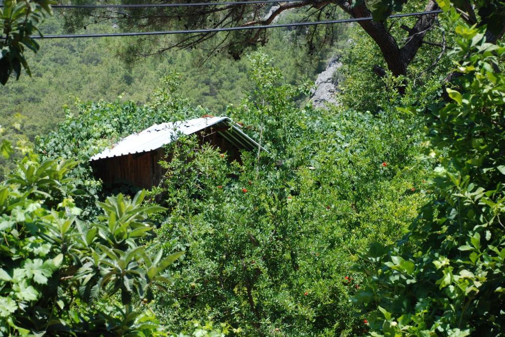 Olympos Camlik Pension Экстерьер фото